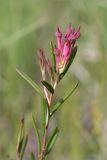 Andromeda polifolia