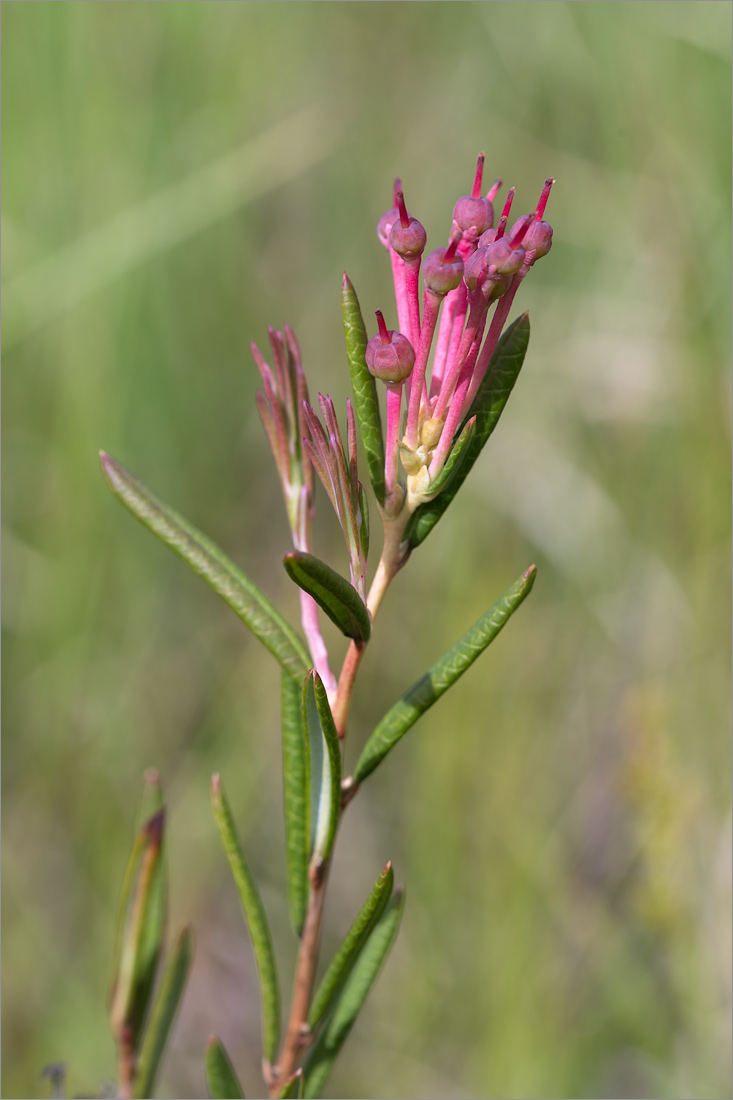 Изображение особи Andromeda polifolia.