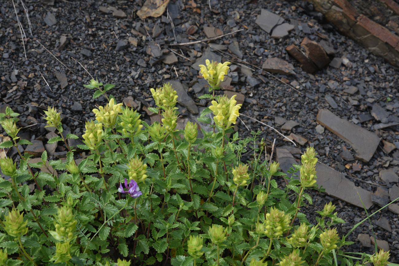 Image of Scutellaria raddeana specimen.