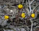 Tussilago farfara