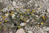 View full-size image Hippocrepis comosa