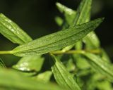 Смотреть изображение Boltonia lautureana