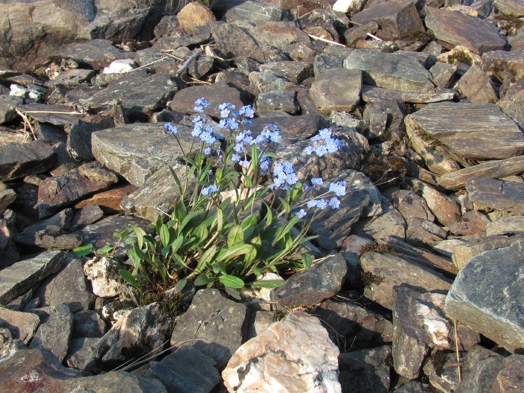 Image of Myosotis asiatica specimen.