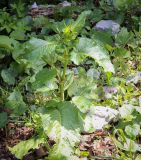 Смотреть изображение Rumex alpinus