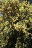Quercus ilex. Ветви с мужскими соцветиями. Италия, Тоскана, Монте-Аржентарио. 12.04.2011.
