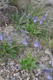 View full-size image Veronica gentianoides