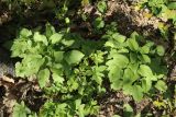 View full-size image genus Campanula