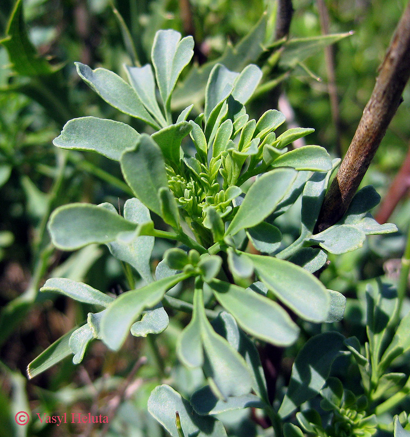 Image of Ruta divaricata specimen.