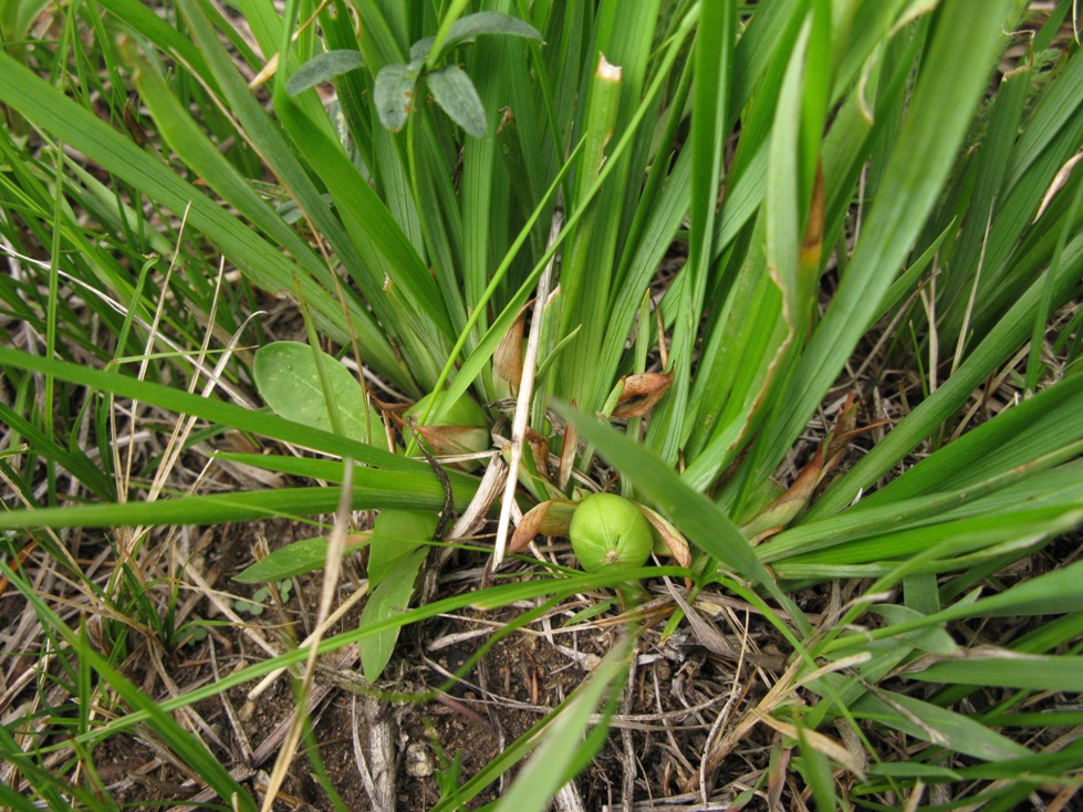 Изображение особи Iris ruthenica.