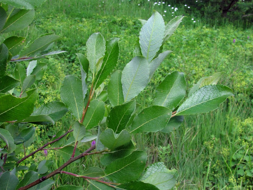 Image of Salix cinerea specimen.