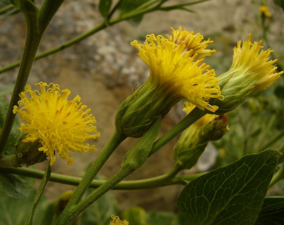 Image of Codonocephalum peacockianum specimen.