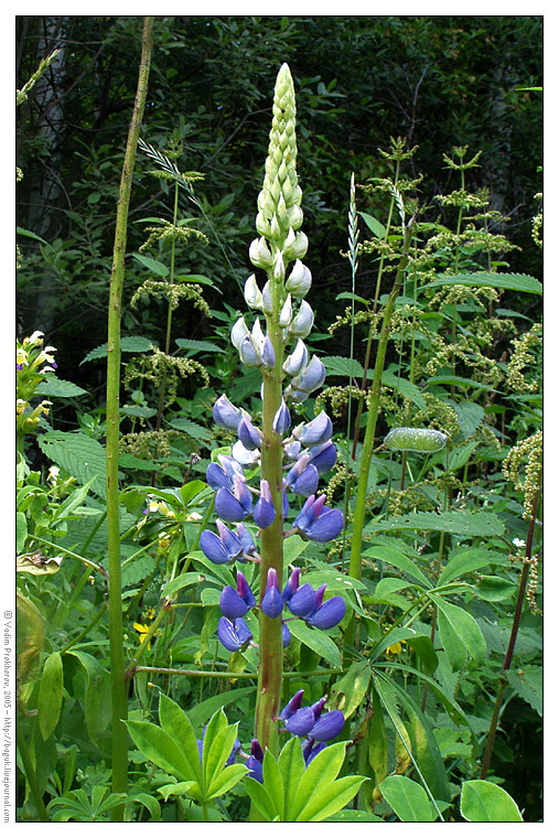 Изображение особи Lupinus polyphyllus.