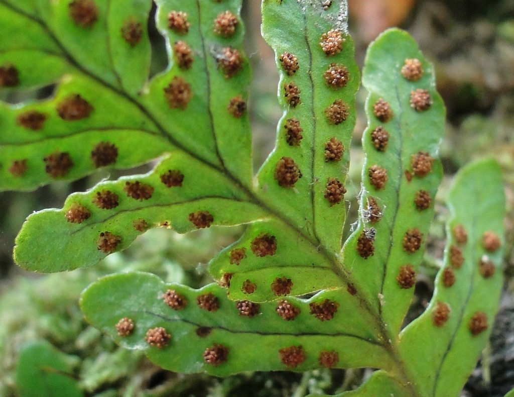 Image of Polypodium vulgare specimen.