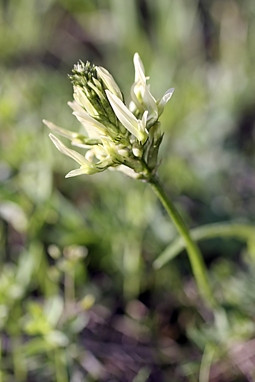 Изображение особи Astragalus hissaricus.