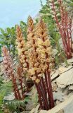 Orobanche laxissima