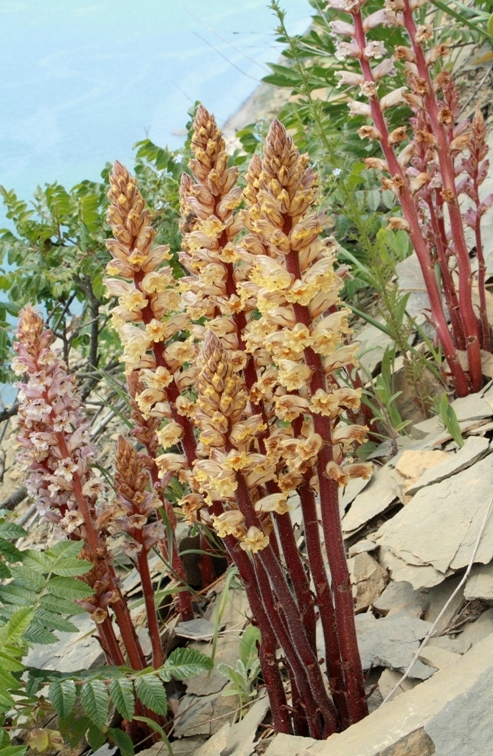 Image of Orobanche laxissima specimen.