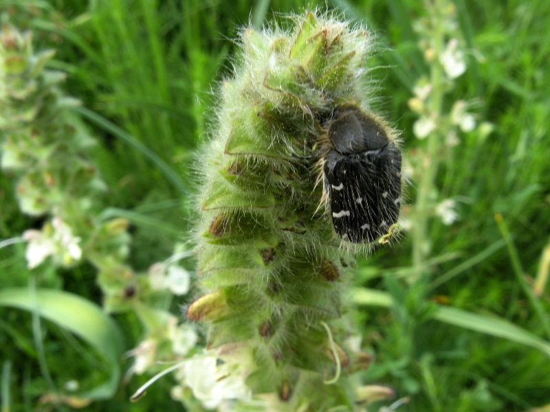 Image of Salvia austriaca specimen.