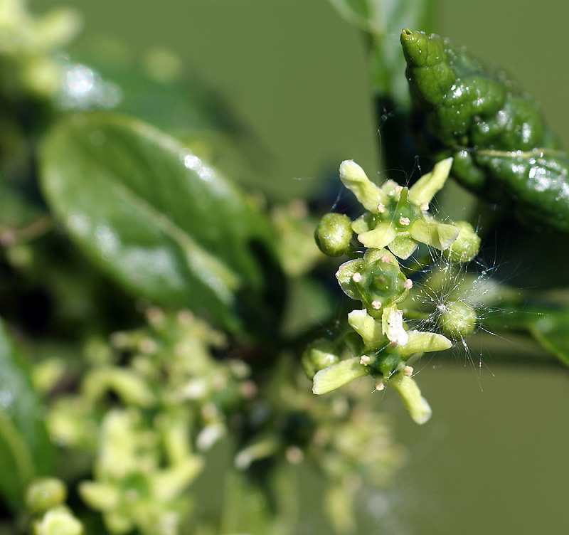 Image of Euonymus europaeus specimen.