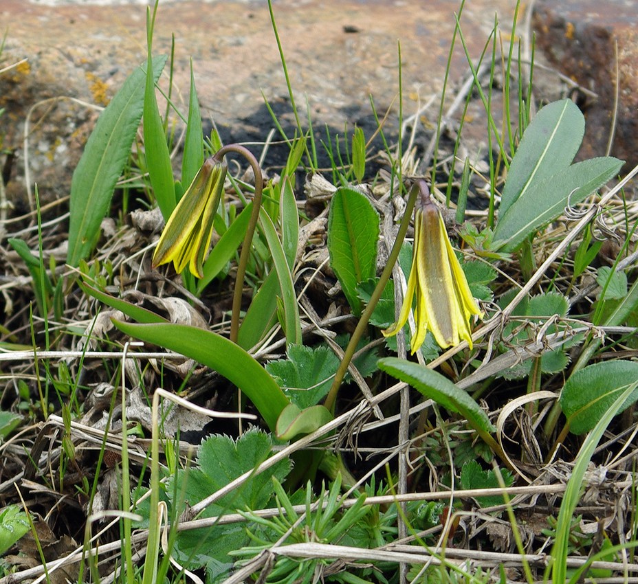 Изображение особи Tulipa heterophylla.