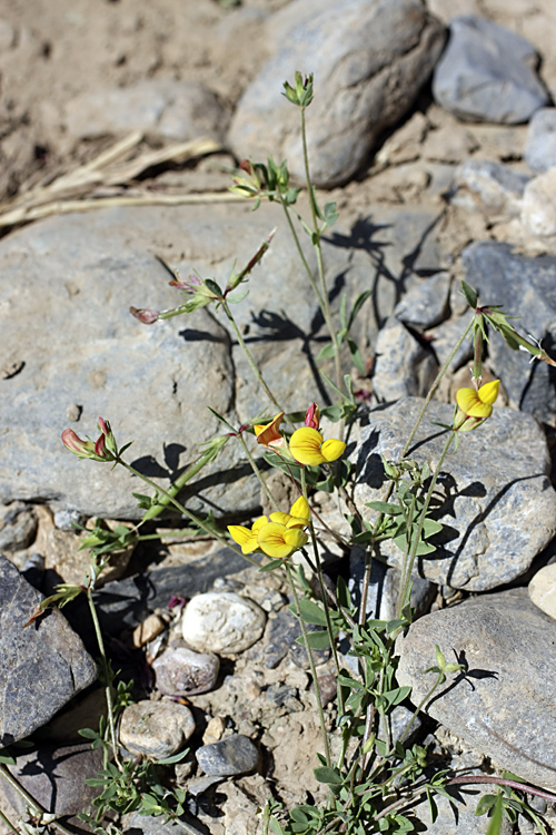 Image of Lotus sergievskiae specimen.