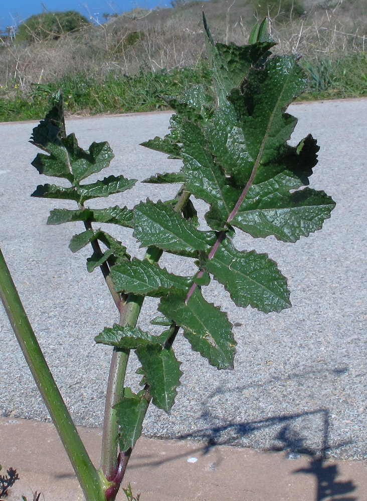 Image of Brassica sisymbrioides specimen.