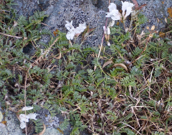 Image of Astragalus levieri specimen.