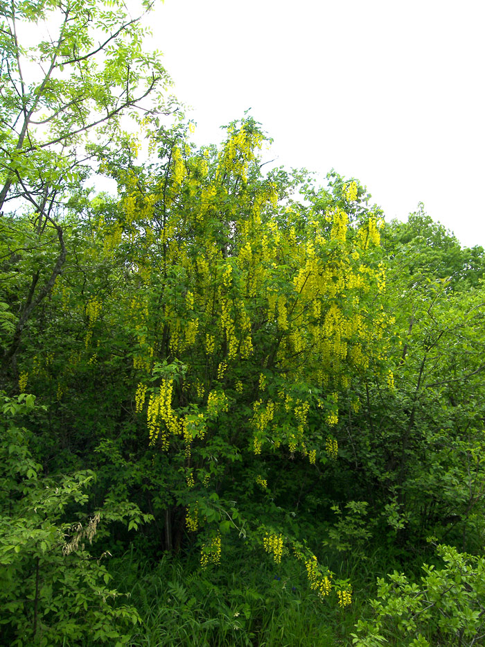 Image of Laburnum anagyroides specimen.