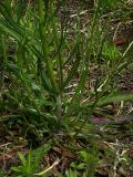 Crepis ramosissima. Нижняя часть стебля: олиственная, бороздчато-полосатая, имеет лиловый оттенок. Из розетки иногда выходит несколько разновозрастных цветоносных стеблей. Киев, сенокосный луг возле Святошинского озера, 30 мая 2008 г.
