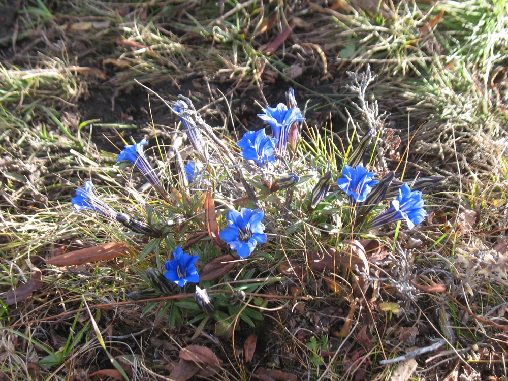 Image of Gentiana veitchiorum specimen.