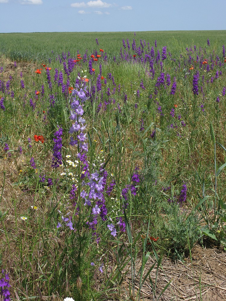 Изображение особи Delphinium hispanicum.