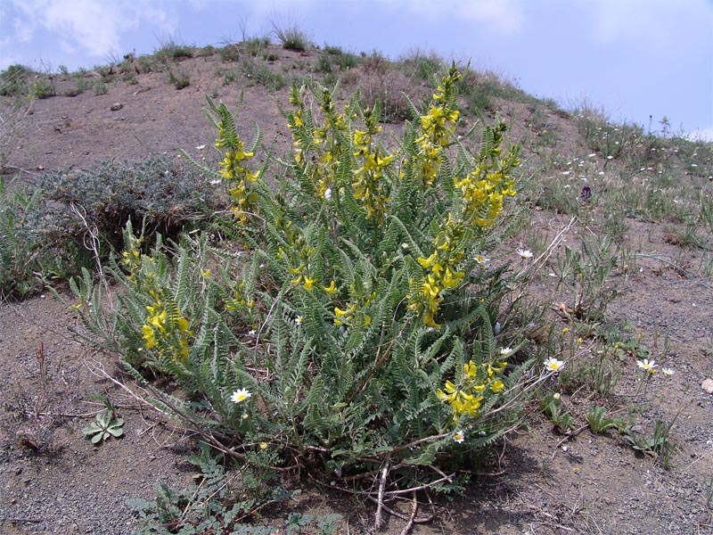 Image of Astragalus caraganae specimen.