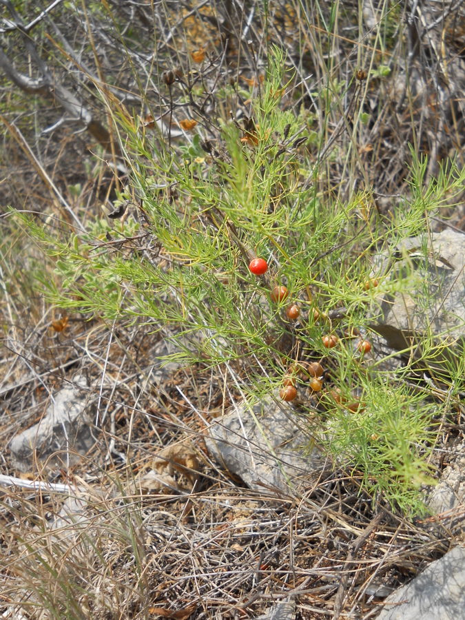 Изображение особи Asparagus verticillatus.