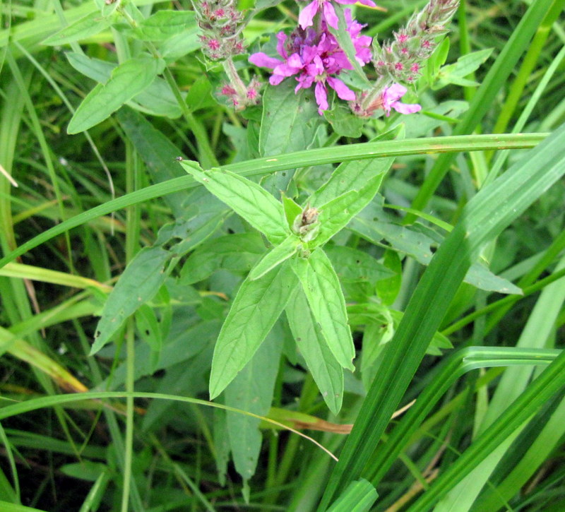 Image of Lythrum salicaria specimen.