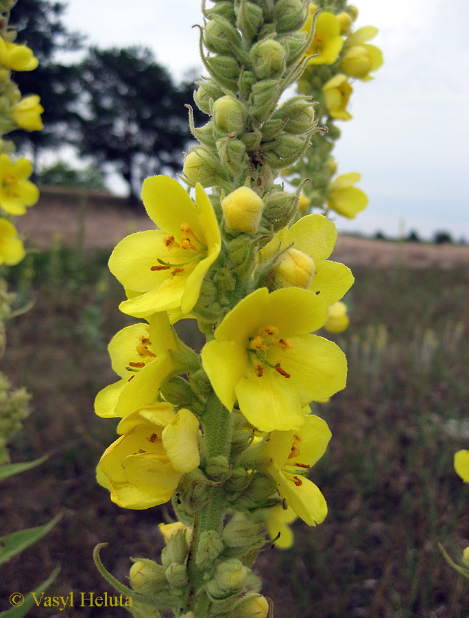 Image of Verbascum densiflorum specimen.