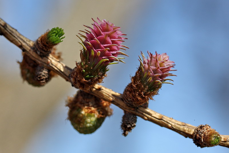 Image of Larix decidua specimen.