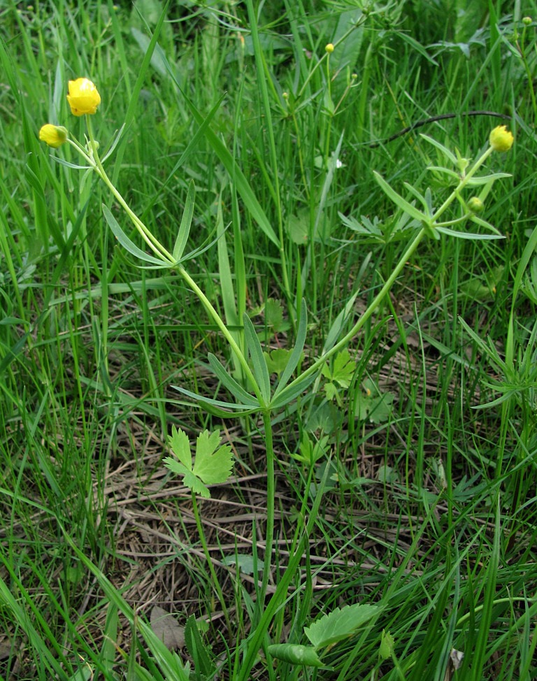 Image of Ranunculus auricomus specimen.