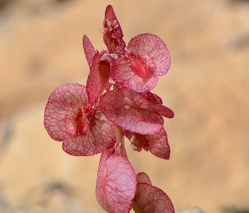 Изображение особи Rumex cyprius.