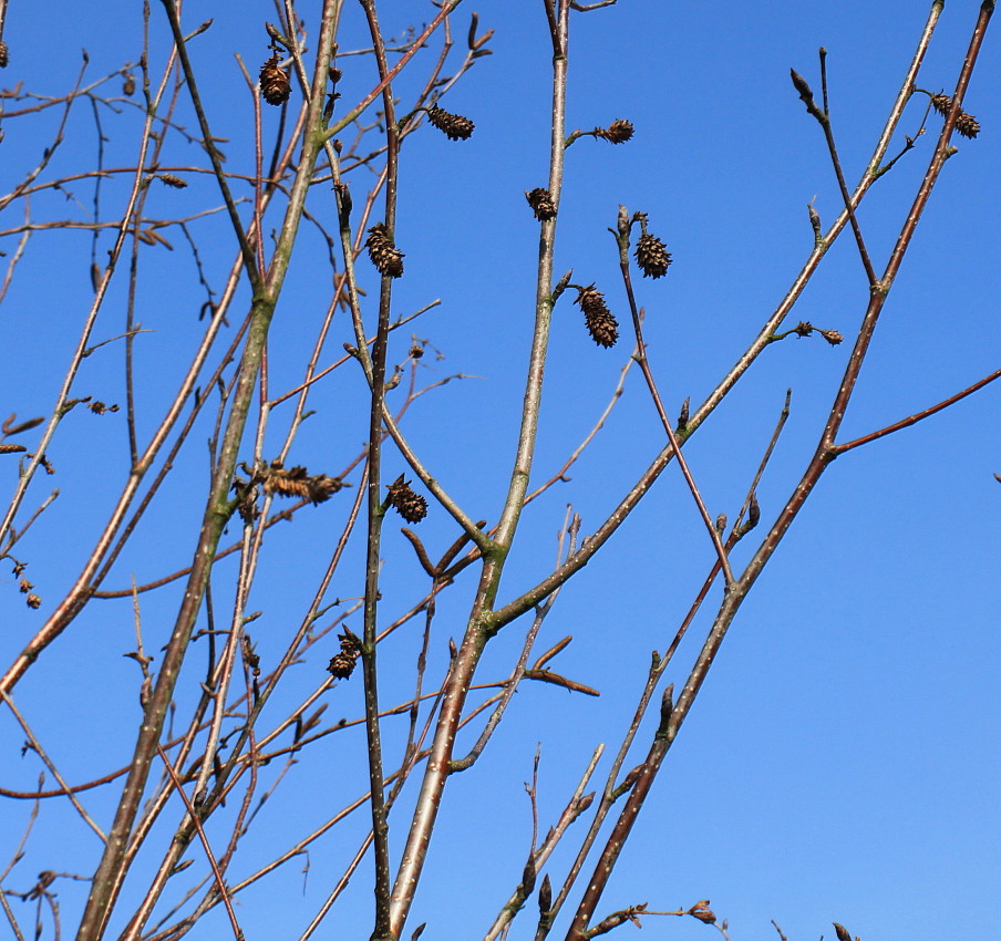 Изображение особи Betula utilis var. jacquemontii.