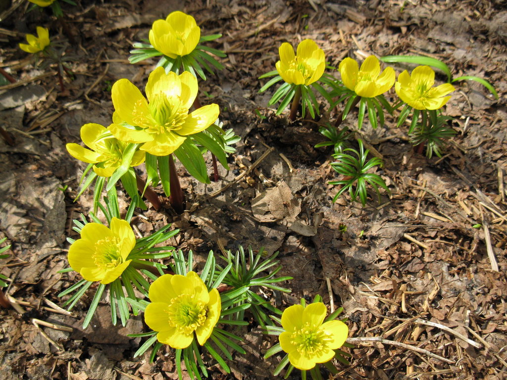 Image of Eranthis cilicica specimen.