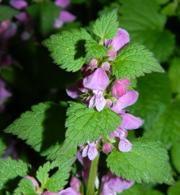 Image of Lamium maculatum specimen.