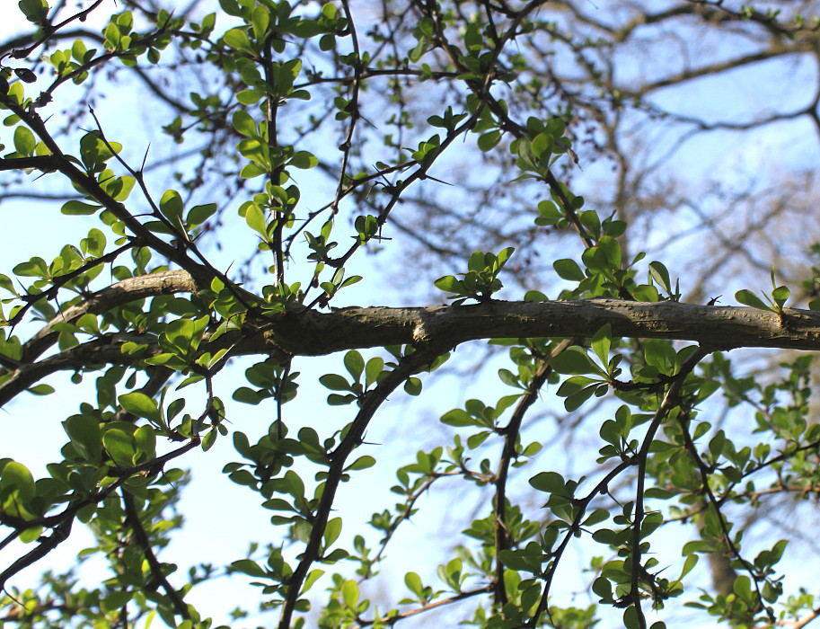 Image of Berberis salicaria specimen.