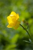 Trollius europaeus. Цветок. Ленинградская обл., Ломоносовский р-н, долина р. Шингарка, влажный луг. 26.05.2012.