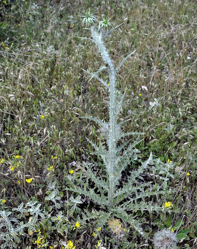 Image of Onopordum myriacanthum specimen.