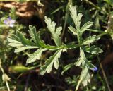 Erodium ciconium. Лист. Украина, г. Одесса, Аркадия, склон возле Тропы здоровья. 20.06.2013.