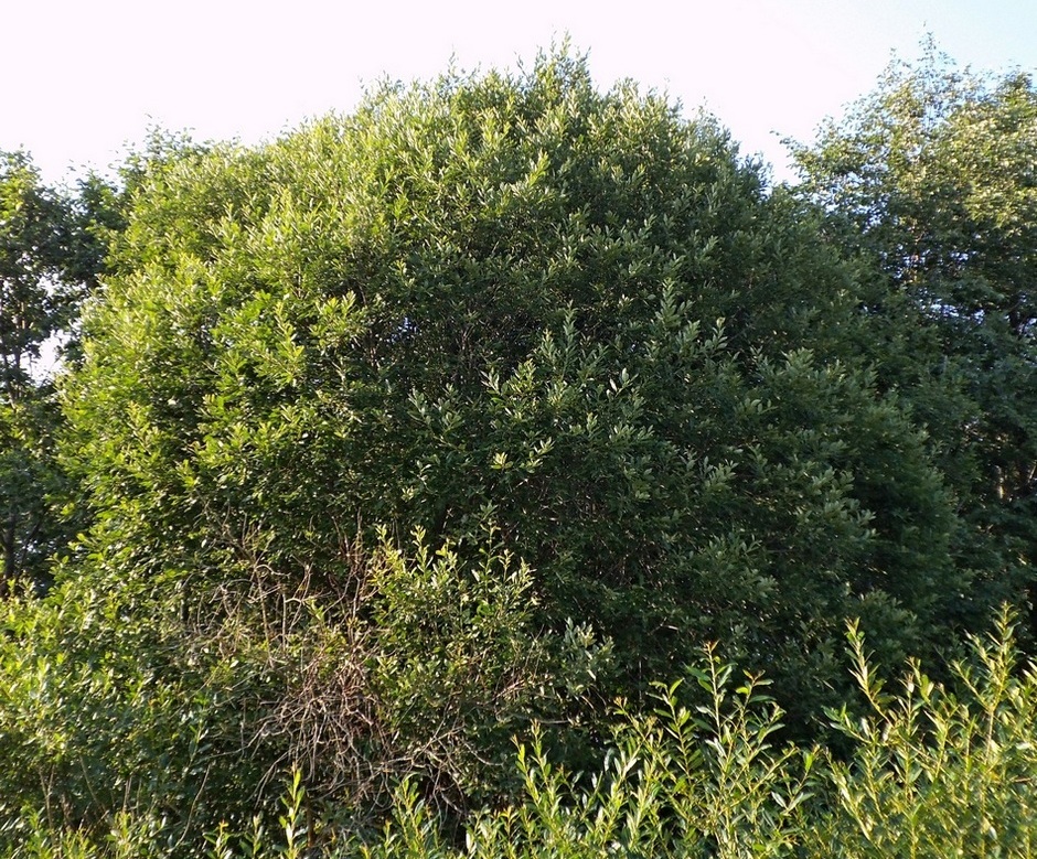 Image of Salix caprea specimen.