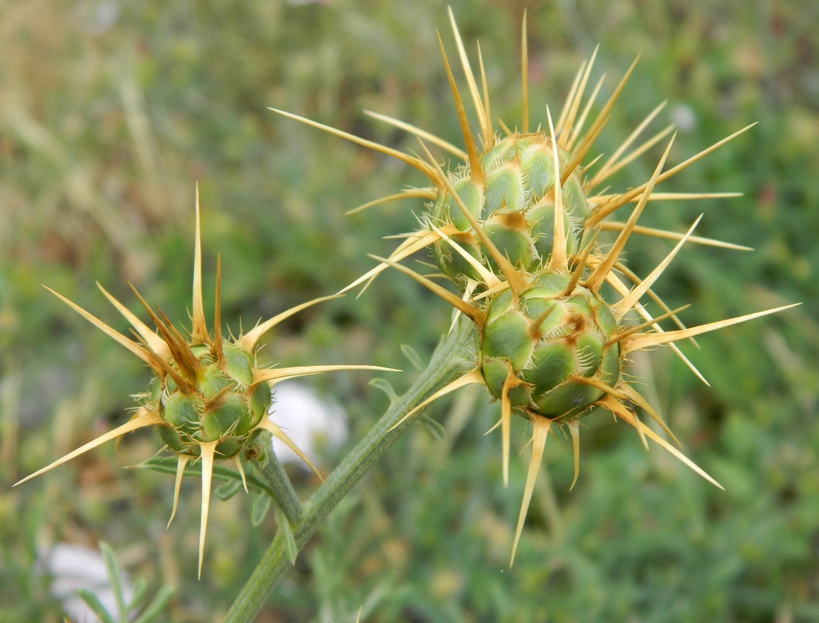 Изображение особи Centaurea salonitana.