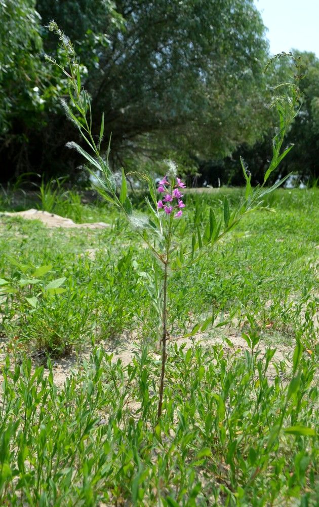 Изображение особи Lythrum virgatum.