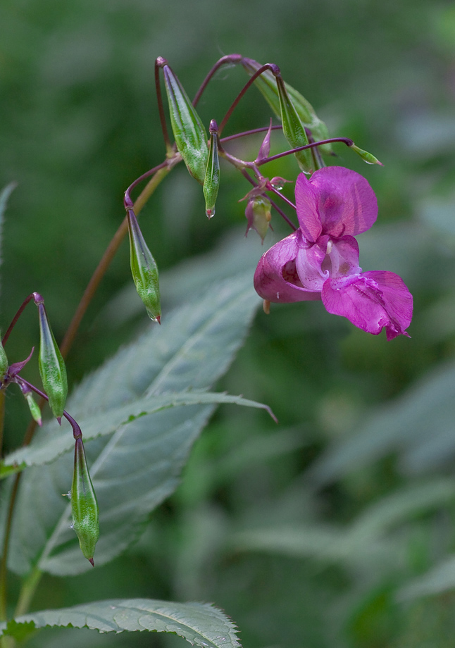 Изображение особи Impatiens glandulifera.