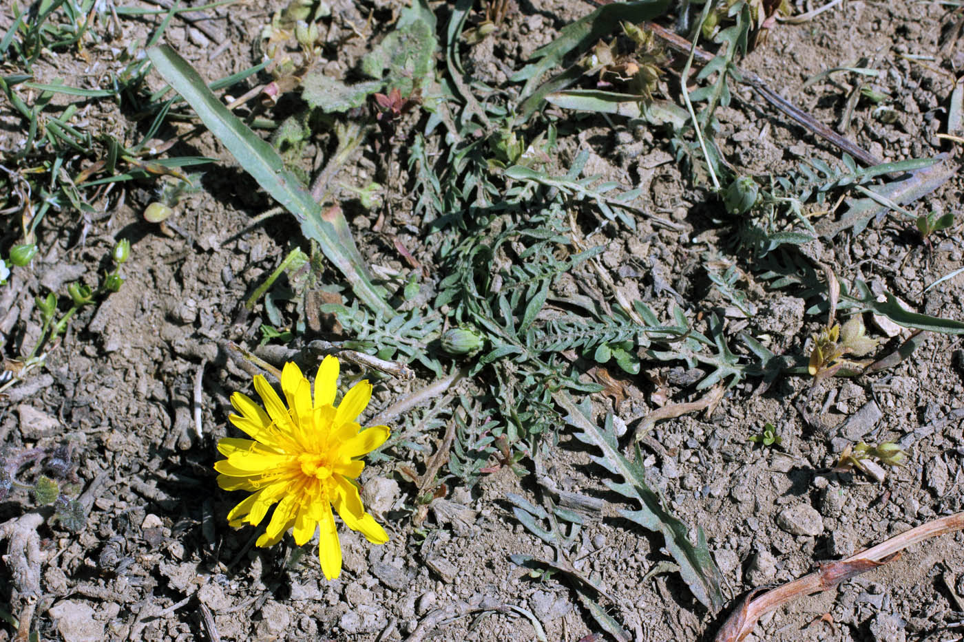 Image of Taraxacum brevirostre specimen.