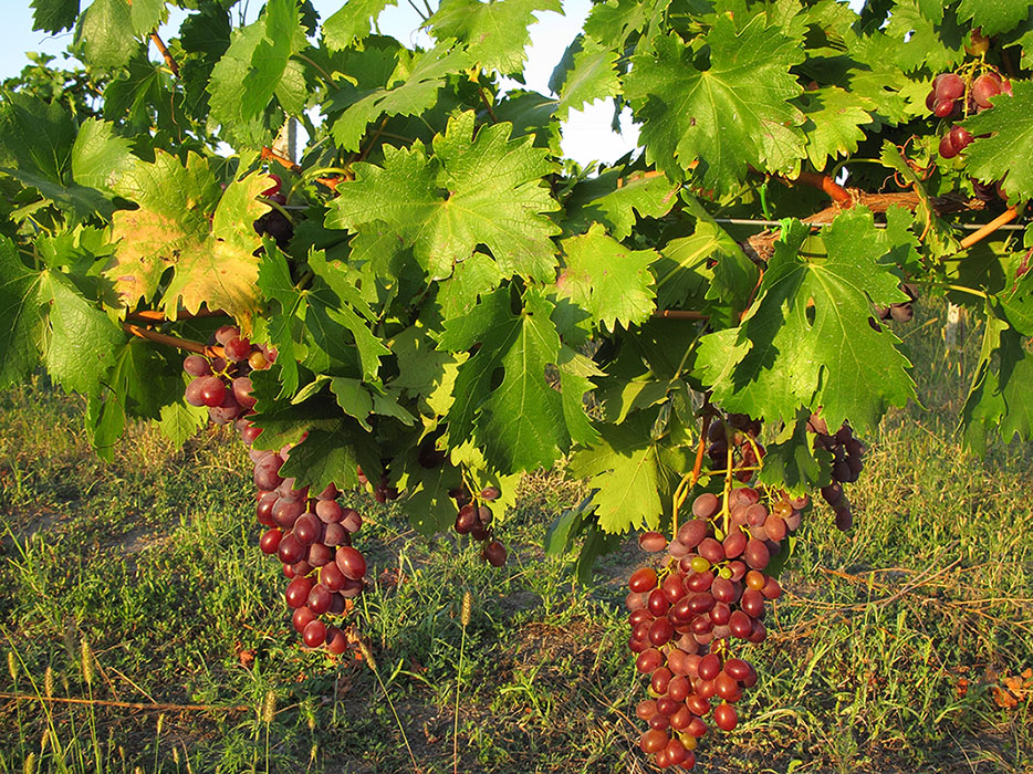 Image of Vitis vinifera specimen.